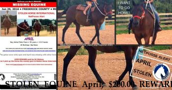 STOLEN EQUINE April, $200.00 REWARD Near Mount airy, MD, 21771